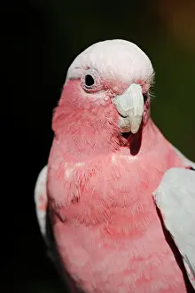 Cockatoo: Galah (Eolophus roseicapilla) (Cacatua roseicapilla)