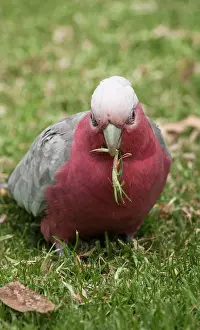 Cockatoo: Galah