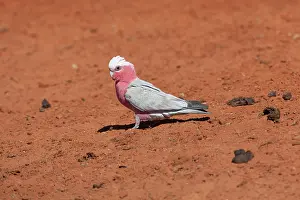 Eolophus: Galah