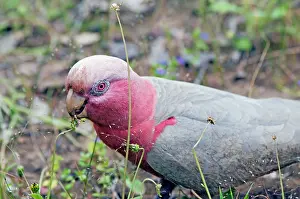 Eolophus: Galah - feeding on flower heads. Abundant throughout