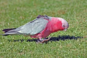 Eolophus: Galah feeding on lawn of town park