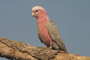 Galah: Galah - female