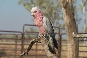 Galah: Galah - female