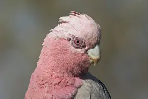 Galah: Galah - female