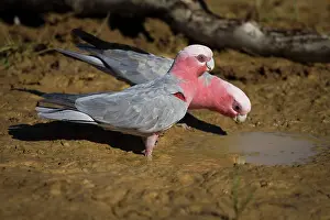 Galah: Galah, female and male drinking