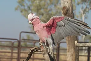 Galah: Galah - female, with wings outstretched