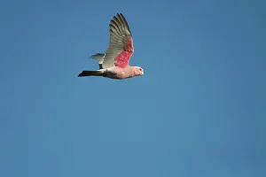 Galah: Galah - In flight