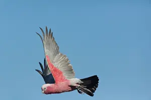 Eolophus: Galah - in flight