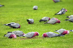Eolophus: Galah flock feeding on lawns of town park