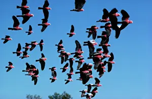 Cacatua: Galah