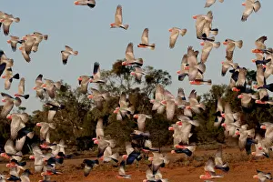 Cockatoos: Galah flock Galah flock