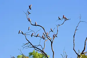 Galah: Galah - flock of Galahs sitting on a dead gum tree