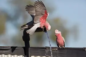 Cockatoos: Galah / Galah Cockatoo / Roseate / Rose-breasted