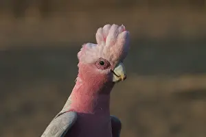 Galah: Galah - male