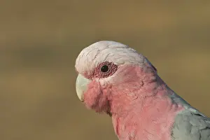Galah: Galah - male
