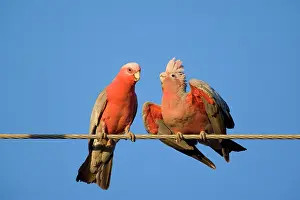 Galah: Galah - male Galah just fed its female during courting