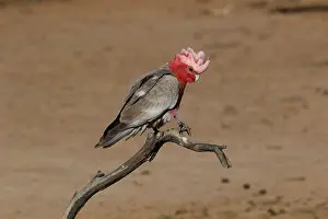 Cockatoos: Galah male Galah male