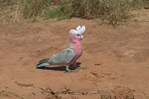 Galah: Galah - Near drying pool