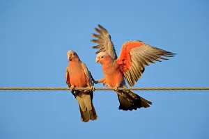 Makes: Galah - a pair of Galahs during courting season