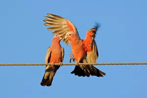 Makes: Galah - a pair of Galahs in intimate love talk