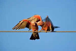 Talk: Galah - a pair of Galahs in intimate love talk