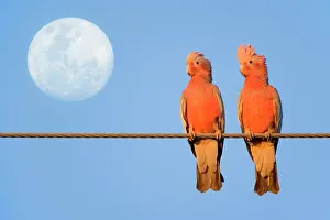 Galah: Galah - a pair of Galahs in love sit on a rope