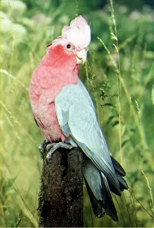 Galah: GALAH PARROT - on perch