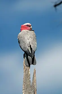 Eolophus: Galah - perched on stump. Abundant throughout most