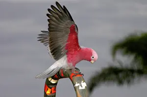 Eolophus: Galah - Perching, displaying and playing on hand