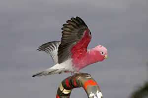 Eolophus: Galah - Perching, displaying and playing on handrails