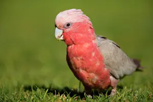 Galah: Galah - portrait of an adult Galah feeding on freshly