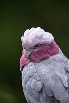 Galah: Galah