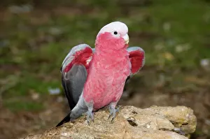 Eolophus: Galah - Stretching wings