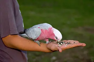 Eolophus: Galah - Wild bird feeding from hand of tourist