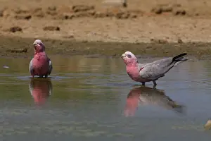 Eolophus: Galahs drinking