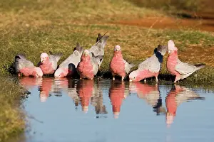 Eolophus: Galahs - Drinking at a waterhole