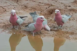 Galah: Galahs - At drying pool