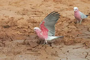 Galah: Galahs - At drying pool