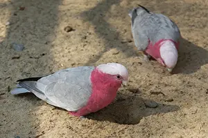 Cockatoo: Galahs (Eolophus roseicapilla)