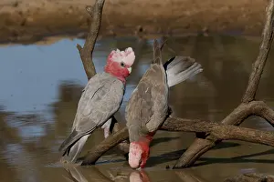 Cockatoos: Two Galahs Two Galahs
