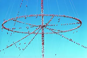 Graeme Chapman: Galahs - roosting on aerials