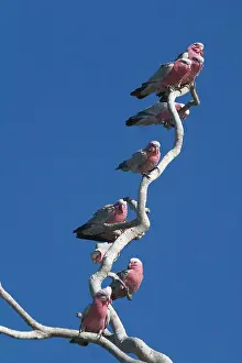 Galah: Galahs - On tree branch