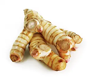 Rhizome: Galangal