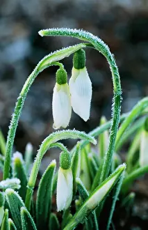 Merlin: Galanthus Merlin SNOWDROP - After heavy over-night