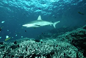 Galapagensis: GALAPAGENSIS SHARK