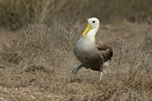 Galpagos: Galapagos Albatross