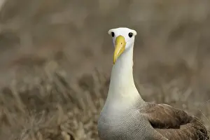 Galpagos: Galapagos Albatross
