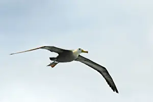 Galpagos: Galapagos Albatross