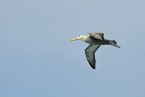 Galpagos: Galapagos Albatross