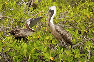 Rhizophora: Galapagos Brown Pelican - nesting in red mangroves